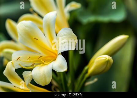 Clivia miniata var. citrina con boccioli, originaria del Sud Africa. Chiamato anche Giglio kaffir o bussola Lily. Foto Stock