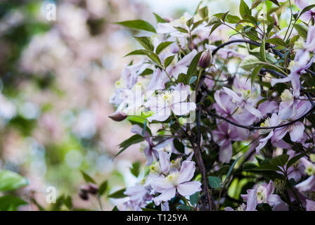 La clematide montana "Rubens', 'perfezione rosa', fioritura, culmi bundled fino ad un 'shrub' Foto Stock