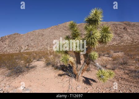 Gold Butte National Monument, Bunkerville, Nevada, STATI UNITI D'AMERICA Foto Stock