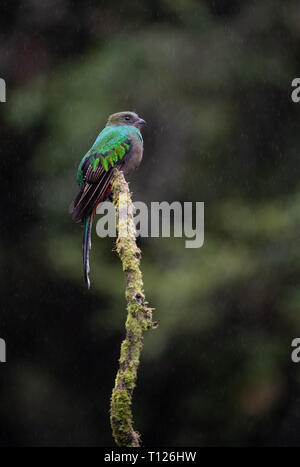 Risplendente Quetzal in Costa Rica Foto Stock