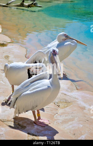 Gruppo di grande pellicani bianchi nel giardino zoologico (Pellicani Onocrotalus) Foto Stock