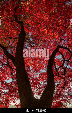 Alberi Autmun durante l ora d'oro in Giappone Foto Stock