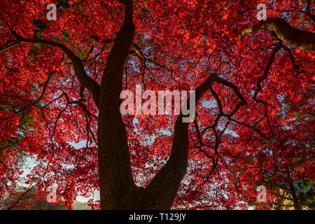 Alberi Autmun durante l ora d'oro in Giappone Foto Stock