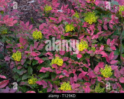 Mahonia aquifolium 'Moseri' Marzo Foto Stock