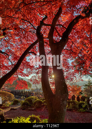 Alberi Autmun durante l ora d'oro in Giappone Foto Stock