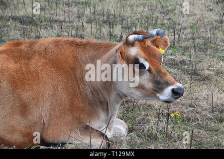 Marrone/Fulvo colorato vacche Jersey (Bos taurus) che stabilisce vicino a St Brelade la chiesa Parrocchiale sul sentiero costiero, isola di Jersey, nelle Isole del Canale, UK. Foto Stock