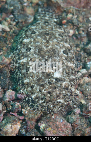 La Passera pianuzza intermedio, Asterorhombus intermedius, sulla sabbia nera, Makawide Muka Kampung sito di immersione, Lembeh Straits, Sulawesi, Indonesia Foto Stock