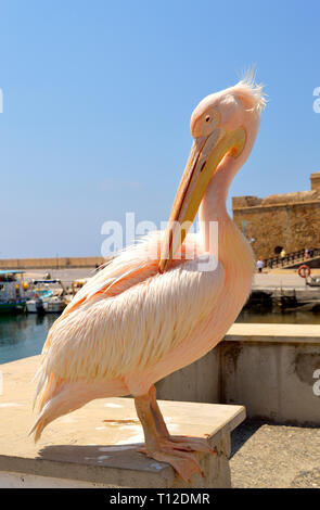 Una rosa pelican è un visitatore regolare al porto di Paphos in Cipro Foto Stock