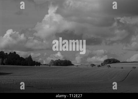 Bianco e nero paesaggio fotografico con alberi, campo, sky. Germania Foto Stock