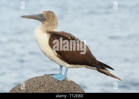 Blu-footed Booby (Sula nebouxii) nelle isole Galapagos Foto Stock