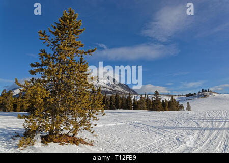 Carcross Desert in inverno, spesso considerato il deserto più piccolo al mondo Foto Stock