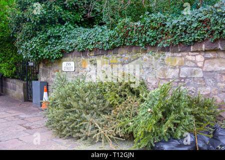 Dopo Natale, residenti a Stockbridge Edinburgh mettere i loro alberi di Natale fuori sul marciapiede per consiglio di raccogliere e riciclare,Edinburgh Foto Stock