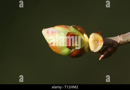 La gemma di un cavallo Castagno (Aesculus hippocastanum) apertura nel sole di primavera. Foto Stock