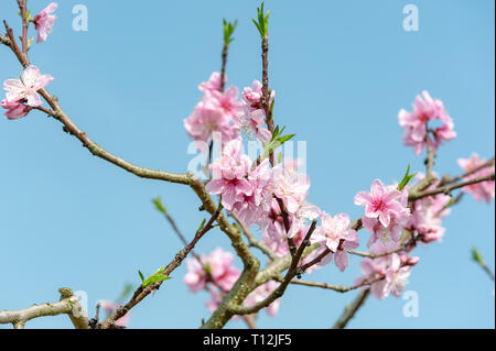 Peach blossom tree fiori contro il cielo blu nelle montagne LongQuanYi, Chengdu Cina Foto Stock