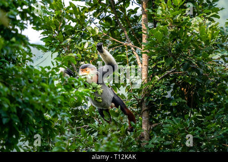 Marrone-shanked douc langur con un salto su un albero, noto anche come pygathrix nemaeus o ' Voọc ' . Animali rari nel figlio tra la penisola, Da Nang, Vietnam Foto Stock