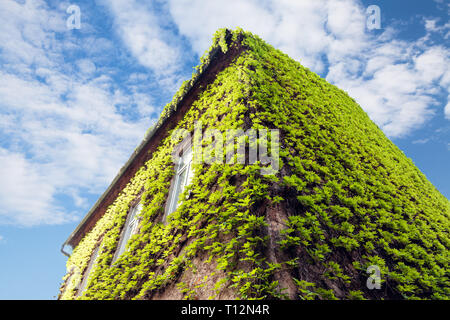 Sorprendente consistenza naturale di verde edera sulla casa. Arte sfondo con copia spazio. Immagine da materiale organico. La bellezza della terra. Foto Stock