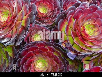 Rosa nero (Aeonium Zwartkop) Piante succulente Foto Stock