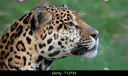 Visualizzazione verticale di una Jaguar (Panthera onca) Foto Stock