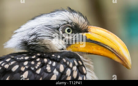 Vista ravvicinata di un giallo orientale-fatturati hornbill (Tockus flavirostris) Foto Stock