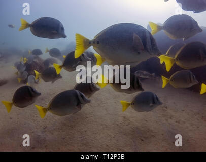 Limanda Surgeonfish (Prionurus punctatus) Foto Stock