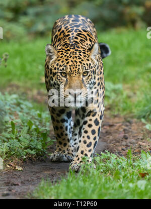 Vista frontale di una Jaguar (Panthera onca) Foto Stock