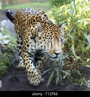 Vista ravvicinata di una Jaguar (Panthera onca) Foto Stock