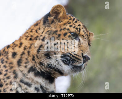 Vista ravvicinata di una giovane cinese Leopard (Panthera pardus japonensis) Foto Stock