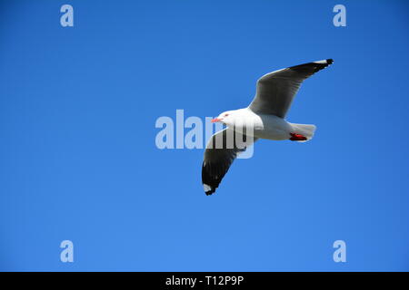 Rosso-fatturati gabbiano (Larus novaehollandiae) in volo, Nuova Zelanda Foto Stock