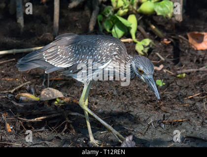 Il novellame di nero coronata nitticora culmi fangose underbursh vicino a un fiume per cercare qualcosa da mangiare Foto Stock