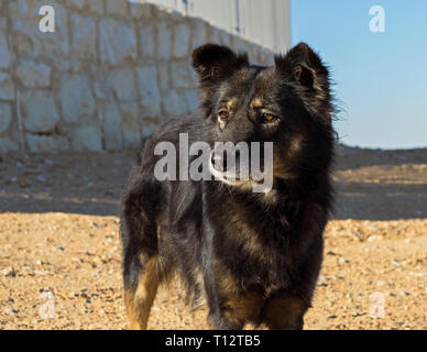Ritratto di un avviso di razza mista cane farm su kibbutz nel Neghev in Israele Foto Stock