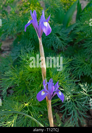 Una levetta con due barberia dado iris nani in un giardino naturale impostazione delle foglie delphinium Foto Stock