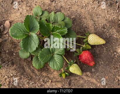 Un impianto di fragole con uno mature e tre fragole verde fianco a fianco su un terreno naturale sullo sfondo Foto Stock