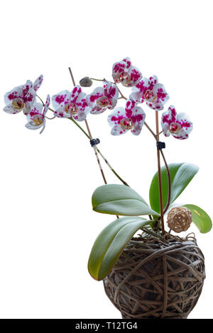 Orchidea viola isolato su sfondo bianco Foto Stock