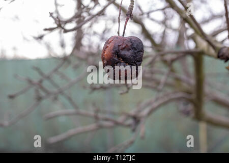 Le malattie delle piante. Monilinia fructigena. Mele infetti crescere nel ramo di albero con i segni tipici della malattia Foto Stock