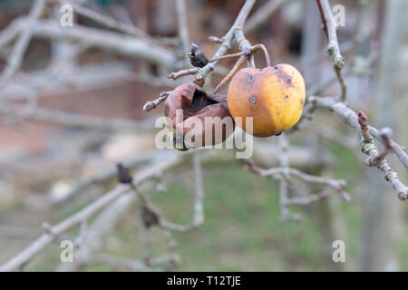 Le malattie delle piante. Monilinia fructigena. Mele infetti crescere nel ramo di albero con i segni tipici della malattia Foto Stock