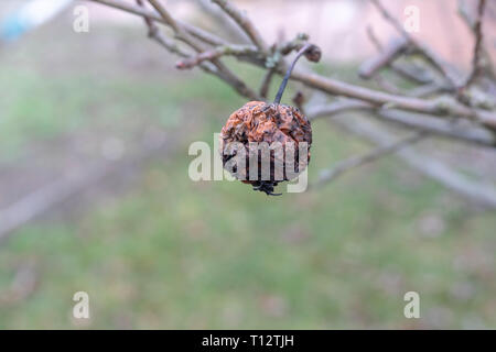 Le malattie delle piante. Monilinia fructigena. Mele infetti crescere nel ramo di albero con i segni tipici della malattia Foto Stock