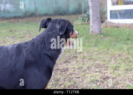 Sennenhund ppenzeller. Il cane è in piedi nel parco in inverno. Ritratto di un Appenzeller cane di montagna Foto Stock