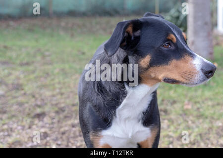 Sennenhund ppenzeller. Il cane è in piedi nel parco in inverno. Ritratto di un Appenzeller cane di montagna Foto Stock