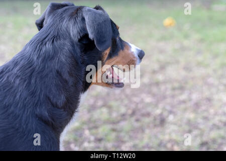 Vista laterale di un bianco tricolore Appenzeller mounatin purpurebred cane cane con testa nera Foto Stock