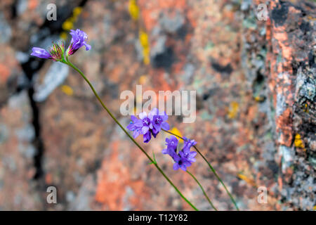 Close up. Splendida fioritura viola fiori selvatici - blu dicks, con sfondo sfocato di sharp rocce grigie coperte con luminosi di colore giallo, arancione Foto Stock