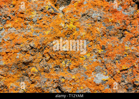 Close up. Arancio e giallo arrugginito cerchi luminosi e vibranti colori lichene crustose crosta cresce su rocce grigie. Foto Stock