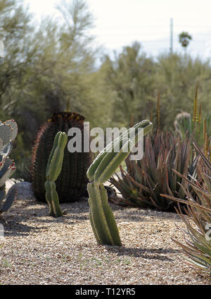 Bellissimo paesaggio messicano con palo da recinzione di cactus (Pachycereus marginatus) in Westward Look Wyndham Foto Stock