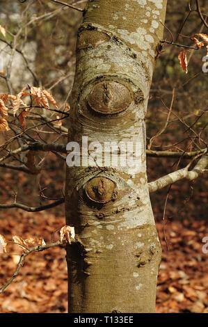 Il tronco di un albero di faggio nella primavera del bosco con i licheni crescono su corteccia e guarire le ferite di tagliare rami Foto Stock