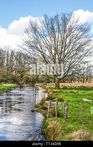 Vista lungo la banca erbosa del fiume Dommel vicino Valkenswaard, Paesi Bassi, con una vecchia staccionata in legno, un albero, prati e boschi Foto Stock