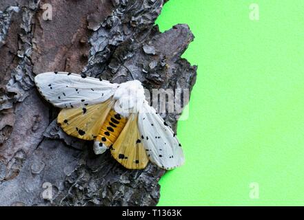 Un Acrea o Salt Marsh tarma (Estigmene acrea) sulla corteccia di albero con ali stese, visualizzazione arancio luminoso al di sotto di alette contro uno sfondo verde. Foto Stock