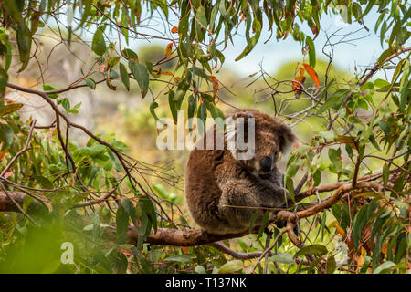 Il Koala seduta alta sopra nelle zone costiere gumtree. Foto Stock