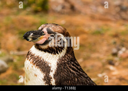 Pinguino africano ( Spheniscus demersus) noto anche come il jackass penguin e nero-footed pinguino. Foto Stock