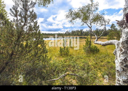 Deserto di Wildsee moor a Kaltenbronn, riserva naturale della Foresta Nera del nord, in Germania, in territorio di Bad Wildbad Foto Stock