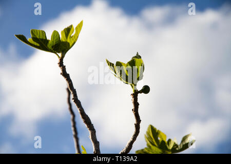 Fioriture primaverili: un fico spinge i suoi rami verso il cielo blu che mostra le prime foglie che crescono con una piccola figura frutto in controluce Foto Stock