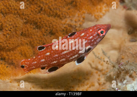 Diana's Hogfish, Bodianus diana, capretti contro orange coral, Angelo della finestra del sito di immersione, Lembeh Straits, Sulawesi, Indonesia Foto Stock